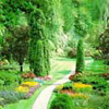 Engleblomsten
